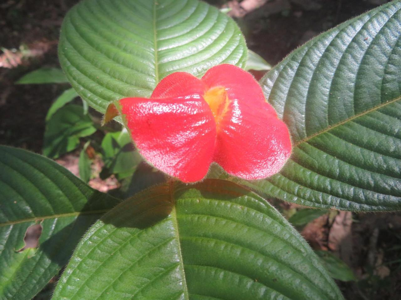 Hickatee Cottages, Belize, Central America Punta Gorda Extérieur photo